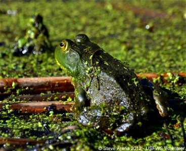 American bullfrog at Great Meadows National Wildlife Refuge. Credit: Steve Arena/USFWS photo