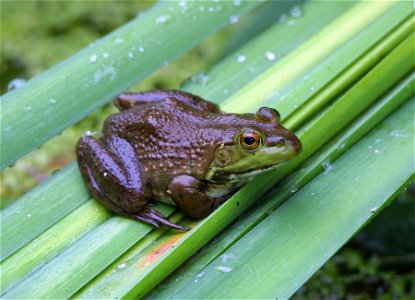 Healthy Bull frog at John Heinz National Wildlife Refuge in Philadelphia, Pennsylvania. Credit: Bill Buchanan/USFWS photo