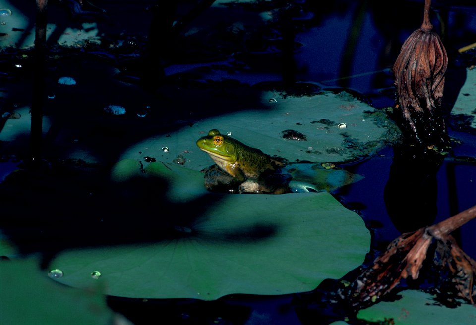 Bullfrog - Rana catesbeiana at Desoto National Wildlife Refuge