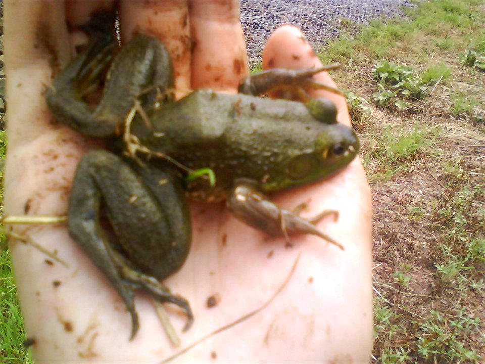 Young American bullfrog found in a stream in New Jersey.