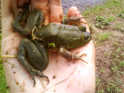 Young American bullfrog found in a stream in New Jersey.