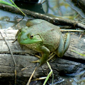 Bullfrog at DeSoto National Wildlife Refuge