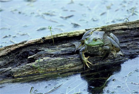 Image title: Rana catesbeiana bullfrog frog in wild habitat Image from Public domain images website, http://www.public-domain-image.com/full-image/fauna-animals-public-domain-images-pictures/reptiles- photo