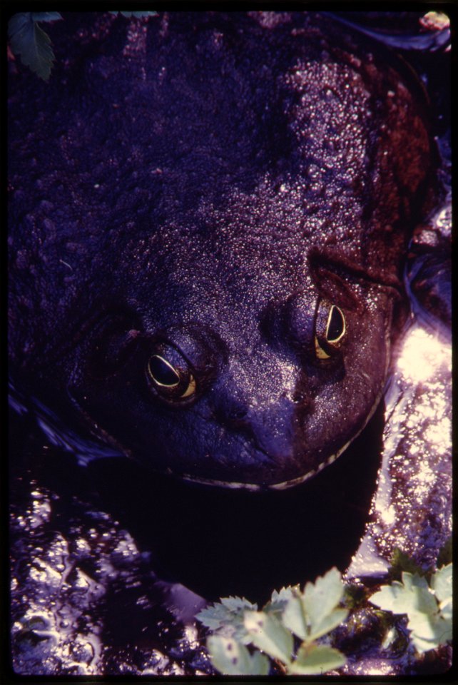 Close- up of a bull- frog (Rana catesbiana Shaw) sitting on the edge of Tin Mine Lake, Washington. Near Seattle, Washington. From the Environmental Protection Agencys Project DOCUMERICA collection, "I
