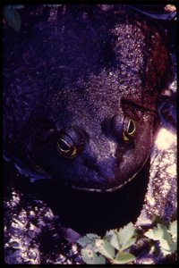 Close- up of a bull- frog (Rana catesbiana Shaw) sitting on the edge of Tin Mine Lake, Washington. Near Seattle, Washington. From the Environmental Protection Agencys Project DOCUMERICA collection, "I photo