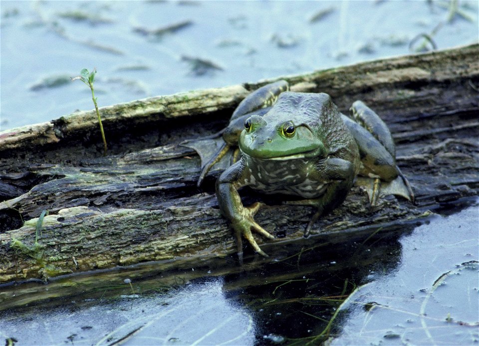 Image title: Rana catesbeiana; DeSoto National Wildlife Refuge, I
Image from Public domain images website, http://www.public-domain-image.com/full-image/fauna-animals-public-domain-images-pictures/rep