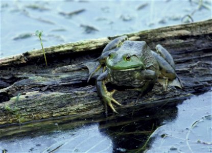 Image title: Rana catesbeiana; DeSoto National Wildlife Refuge, I
Image from Public domain images website, http://www.public-domain-image.com/full-image/fauna-animals-public-domain-images-pictures/rep
