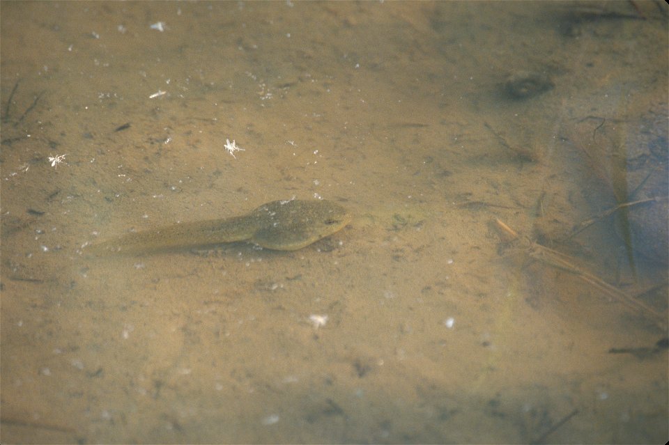 Bullfrog (Rana catesbeiana) tadpole