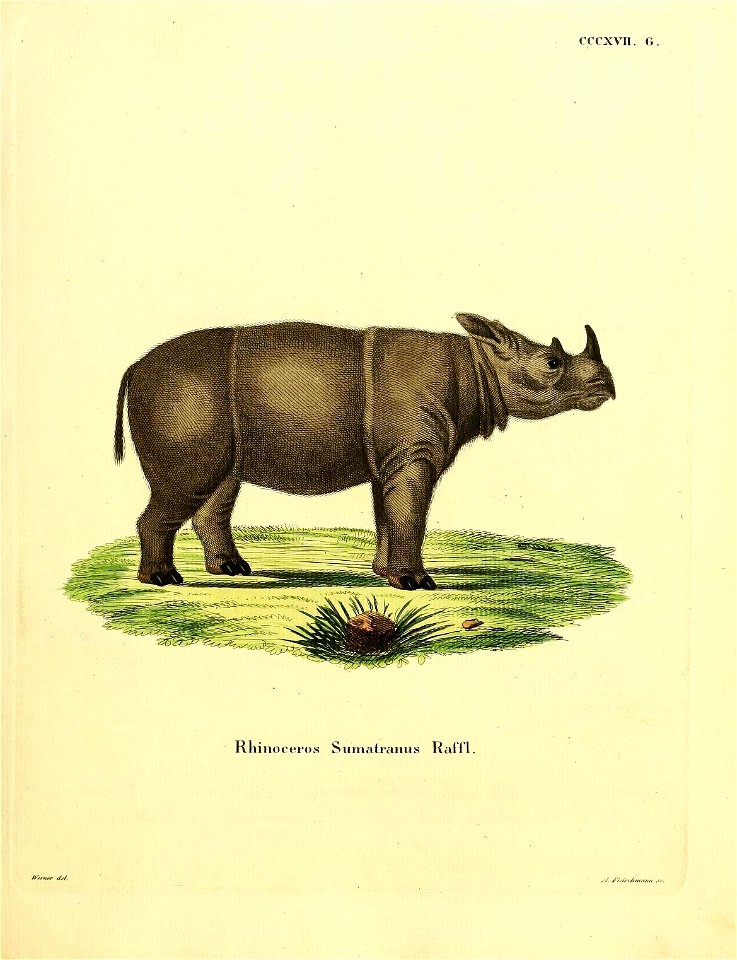 CCCXVm. G. 

Rhiiioceros Sumatranus RalTl.