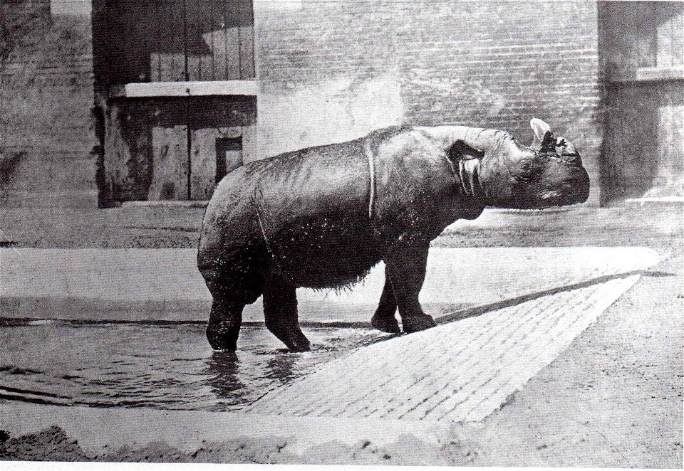Begum, the female type-specimen of Dicerorhinus sumatrensis lasiotis, London Zoo.[1]