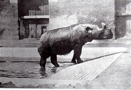 Begum, the female type-specimen of Dicerorhinus sumatrensis lasiotis, London Zoo.[1] photo