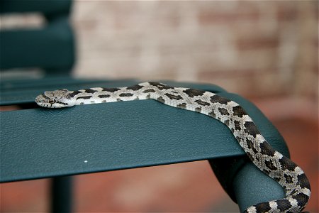Juvenile black rat snake, Elaphe o. obsoleta, Maryland, USA.