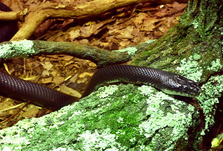 Black rat snake (Elaphe obsoleta obsoleta) photo