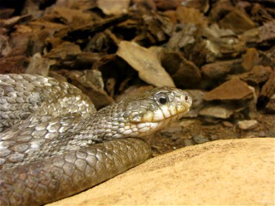 Grey rat snake (Elaphe obsoleta spiloides) in Helsinki Tropicario Zoo.