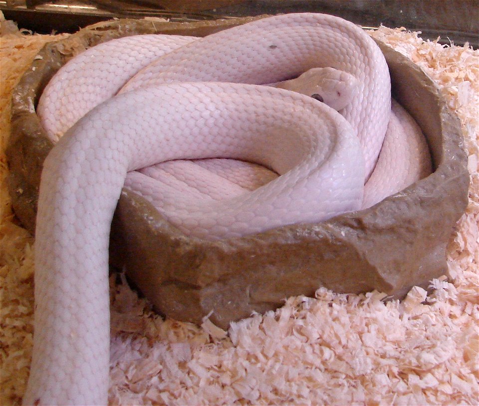 Elaphe obsoleta - Leucistic Texas rat snake.