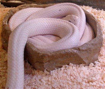 Elaphe obsoleta - Leucistic Texas rat snake. photo