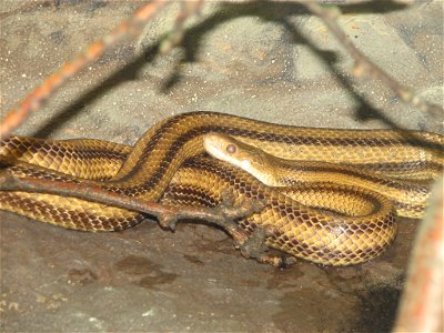 Yellow rat snake, Elaphe alleghaniensis photo