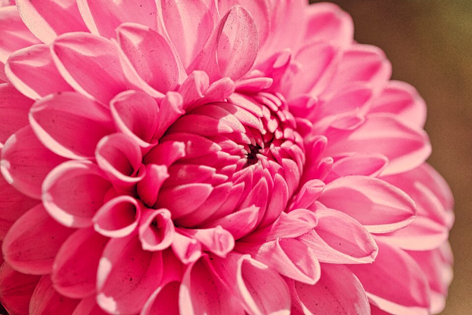Plant blossom bloom