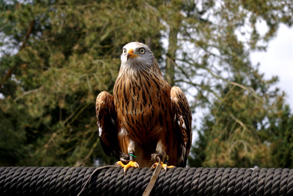 Rotmilan (Milvus milvus) auf der Adlerwarte Berlebeck, Teutoburger Wald photo