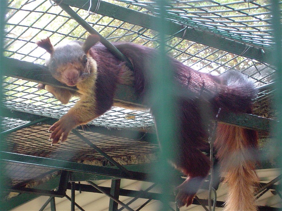 Ratufa indica