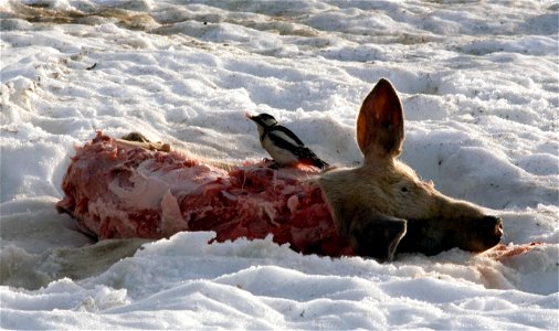 Great Spotted Woodpecker (Dendrocopos major) on ripped pig.