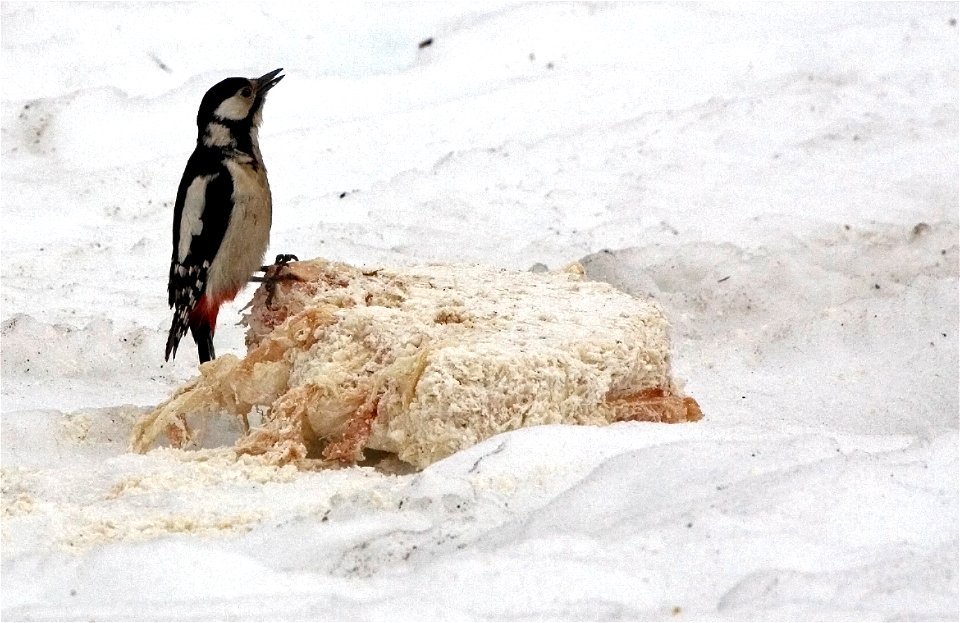 Great Spotted Woodpecker (Dendrocopos major).