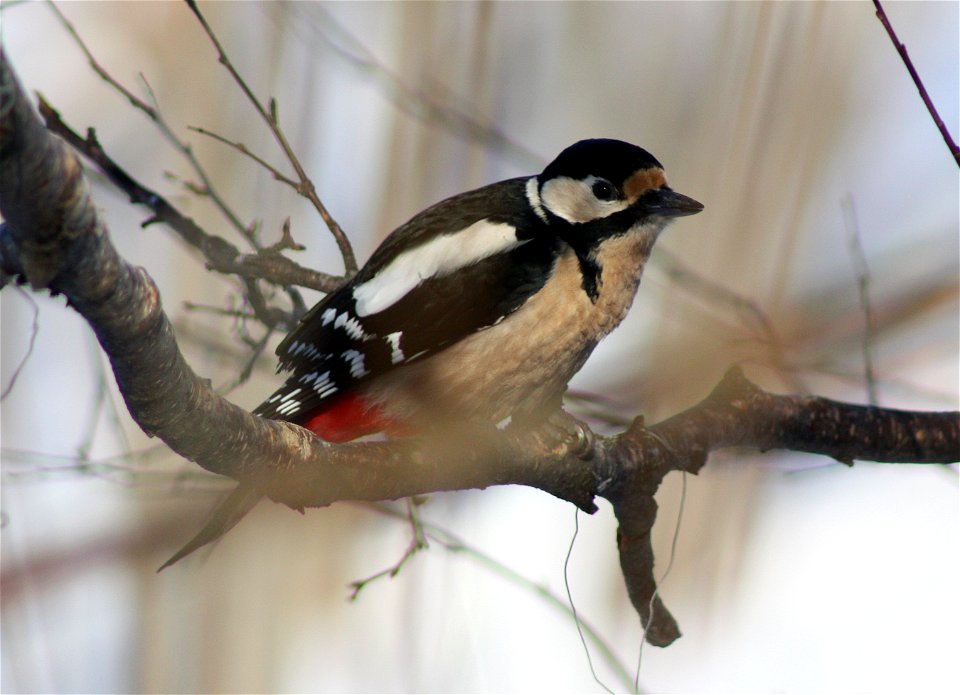 Great Spotted Woodpecker (Dendrocopos major) in Hollihaka Park, Oulu.