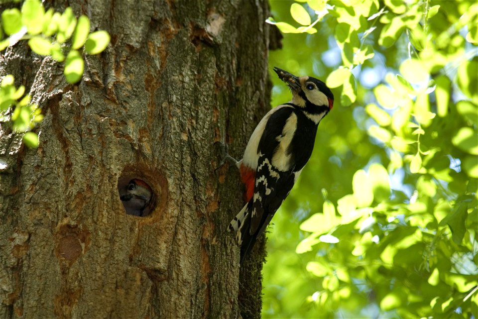 Picchio rosso maggiore (Dendrocopos major) a Legnago