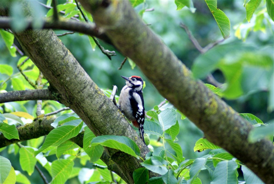 Buntspecht Dendrocopos major Jungvogel