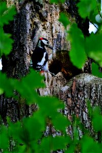 Buntspecht vor seiner Höhle im Glienicker Park im Europäischen Vogelschutzgebiet Westlicher Düppeler Forst in Berlin