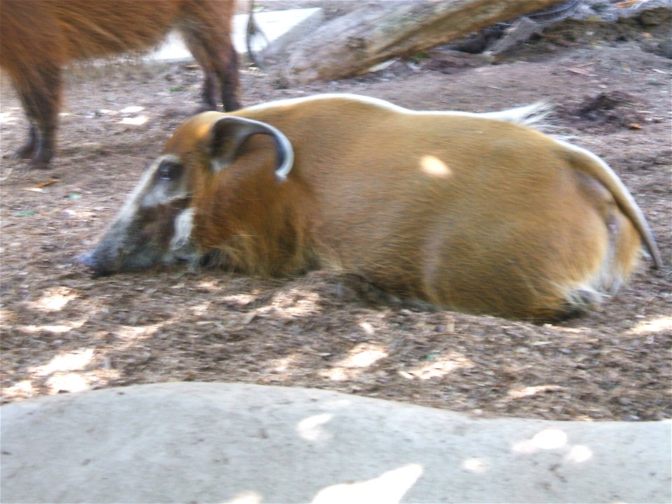 This is a red river hog -