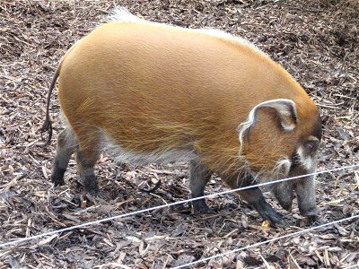 Red River Hog, Knowsley Safari Park