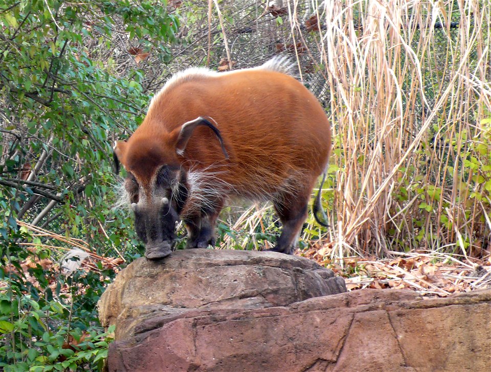 Red River Hog (Potamochoerus porcus)