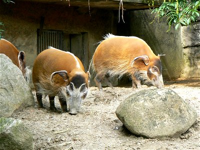 Potamochoerus porcus pictus /African bush pig / pinselohrschwein