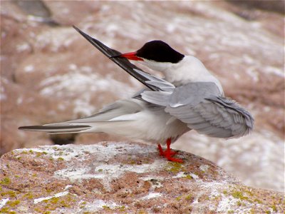 Common tern preening at Maine Coastal Islands National Wildlife Refuge credit: USFWS photo