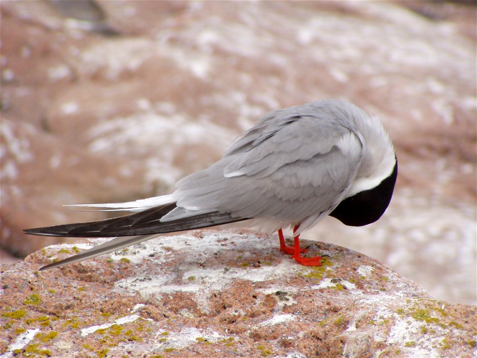 Common tern preening at Maine Coastal Islands National Wildlife Refuge
credit: USFWS
