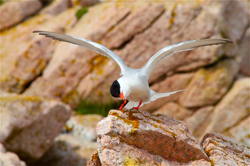 Credit: Rosie Walunas/USFWS
