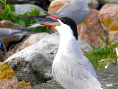 Petit Manan Island, Maine Coastal Islands NWR. Summer with the Seabirds blog: http://mainecoastalislands.wordpress.com/2010/08/01/terns/ Credit: Kayla Pelletier/USFWS photo