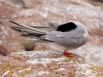 Common tern preening at Maine Coastal Islands National Wildlife Refuge
credit: USFWS