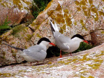 Common terns at Maine Coastal Islands National Wildlife Refuge
credit: USFWS