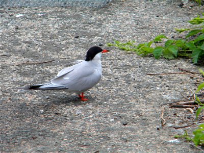 Common Tern Sterna hirundo, Great Gull Island, New York, USA


Credit: Sarah Nystrom