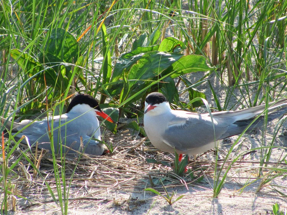 Adult common terns, Monomoy National Wildlife Refuge, MA. Credit: Ravin Tomasson/USFWS
