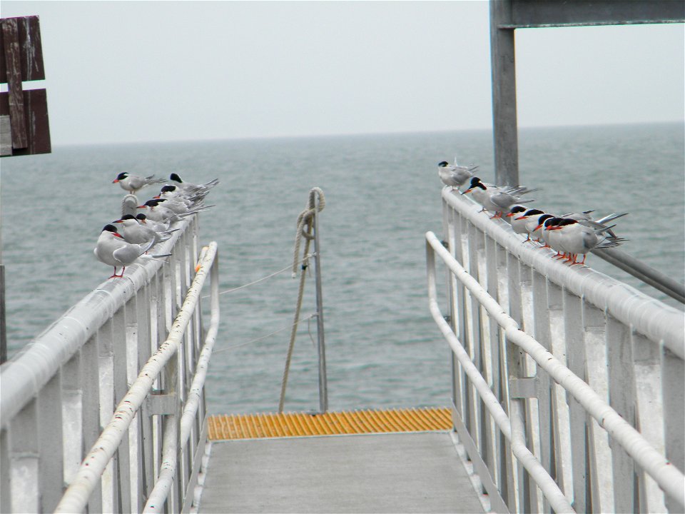 Over the course of the summer, more than 50 people arrive at the island to volunteer their time working with birds.


Credit: Sarah Nystrom