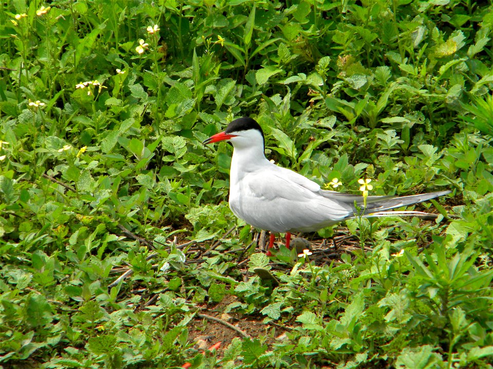 Terns incubate their eggs for about 23 days.


Credit: Sarah Nystrom