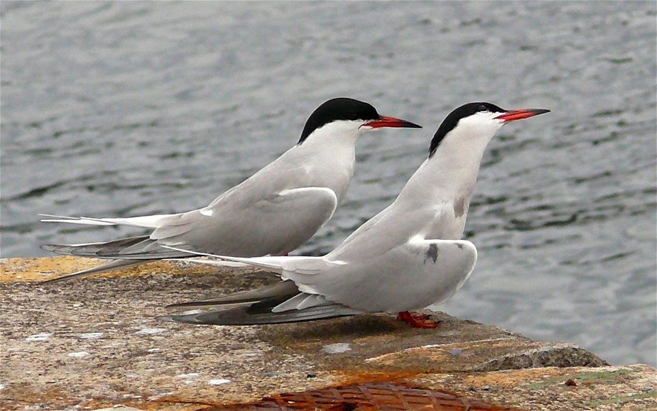 Coppia di sterne comuni durante il corteggiamento