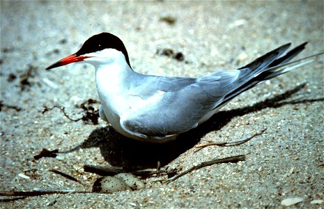 Sterna hirundo Common Tern from NOAA Caption:North Carolina National Estuarine Research Reserve. A Common Tern guards its nest. Image ID: nerr0088, NOAA National Estuarine Research Reserve Collection 