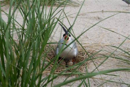 A tern at Monomoy National Wildlife Refuge in Massachusetts.


Credit: James Weliver/USFWS