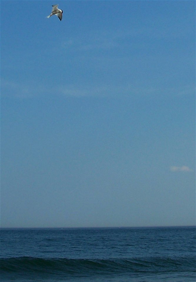 Common tern diving for a fish 1