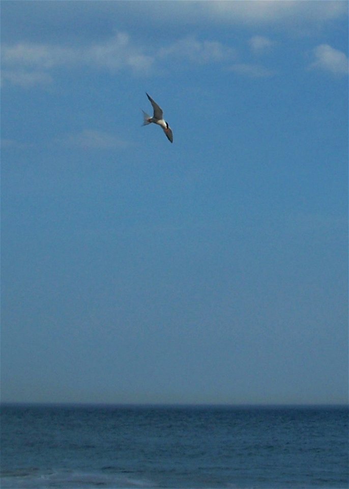 Common tern diving for a fish 2