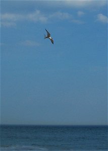 Common tern diving for a fish 2 photo